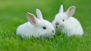 Rabbit Breeders Feel Totally Slut-Shamed By Pope Francis